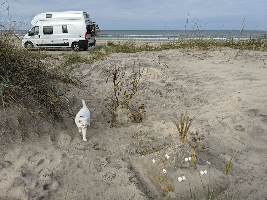 Van on the Danish beach and the cat.